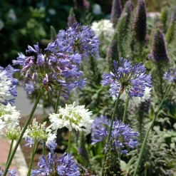 3 Agapanthes violettes et blanche en mélange - Massif bleu-blanc en été