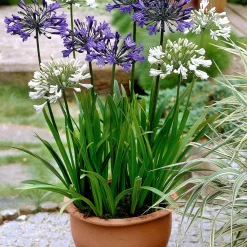 3 Agapanthes violettes et blanche en mélange - Massif bleu-blanc en été