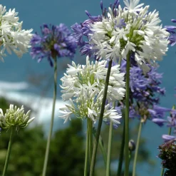 3 Agapanthes violettes et blanche en mélange - Massif bleu-blanc en été