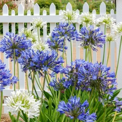 3 Agapanthes violettes et blanche en mélange - Massif bleu-blanc en été
