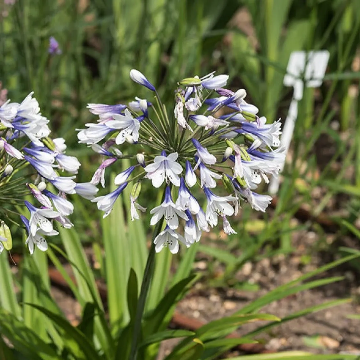 Agapanthe Twister - La fleur bleu et blanc star