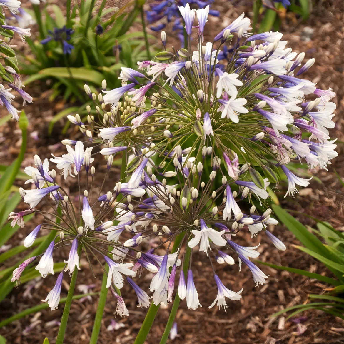 Agapanthe Twister - La fleur bleu et blanc star