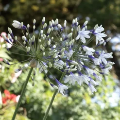 Agapanthe Twister - La fleur bleu et blanc star