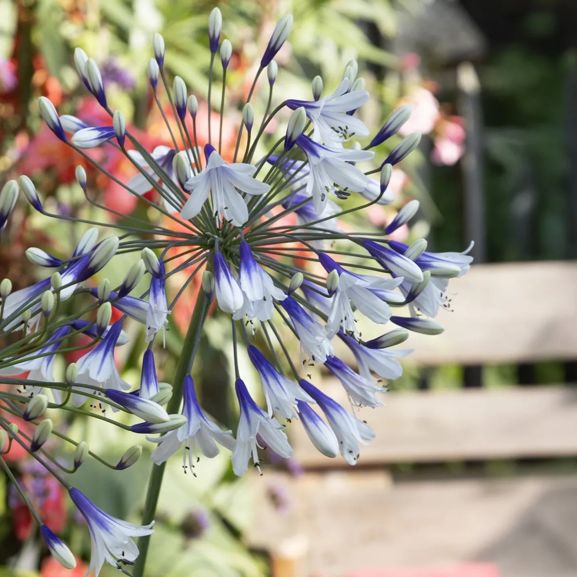 Agapanthe Twister - La fleur bleu et blanc star