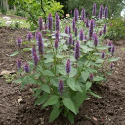 Agastache Beelicious Purple - Un nuage violet plein d'abeilles