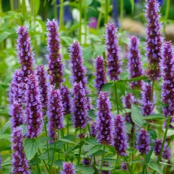 Agastache Beelicious Purple - Un nuage violet plein d'abeilles