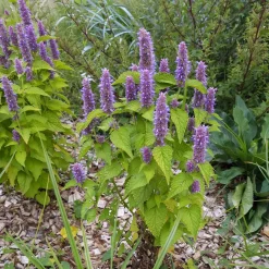 Agastache fenouil Golden Jubilee - Feuillage doré, abeilles ravies