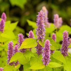 Agastache fenouil Golden Jubilee - Feuillage doré, abeilles ravies