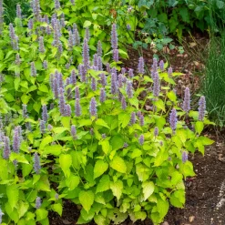 Agastache fenouil Golden Jubilee - Feuillage doré, abeilles ravies