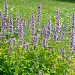 Agastache fenouil - Un aimant à papillons