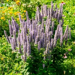 Agastache fenouil - Un aimant à papillons