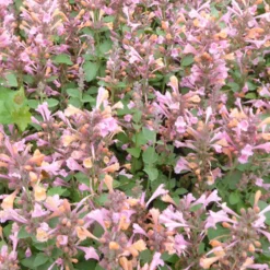 Agastache Kudos Ambrosia - Un nuage rose qui attire les abeilles