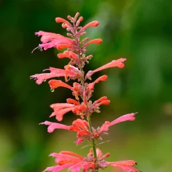 Agastache Kudos Coral - Corail vif, abeilles ravies