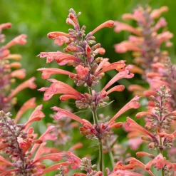 Agastache Kudos Coral - Corail vif, abeilles ravies