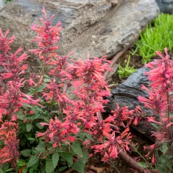 Agastache Kudos Coral - Corail vif, abeilles ravies