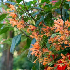Agastache Kudos Mandarin - Orange vif tout l'été
