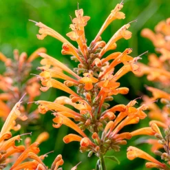 Agastache Kudos Mandarin - Orange vif tout l'été