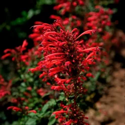 Agastache Kudos Red - Un été rouge et parfumé
