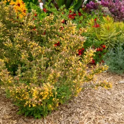 Agastache Kudos Yellow - Un été jaune plein d'abeilles