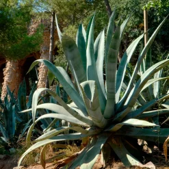 Agave d'Amérique - L'allure désert chez vous