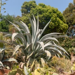 Agave d'Amérique - L'allure désert chez vous
