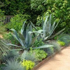 Agave d'Amérique - L'allure désert chez vous