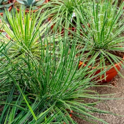 Agave Geminiflora - La sphère graphique déco