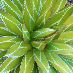 Agave Impressive - L'exotique qui vit seul