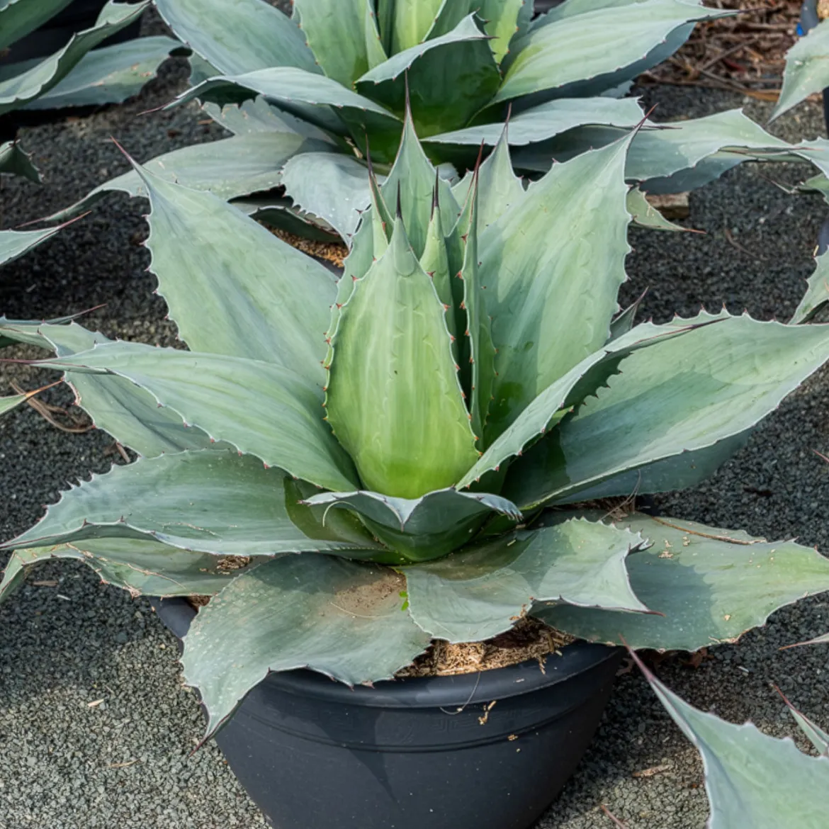 Agave ovatifolia Vanzie - Le bleu qui résiste au gel