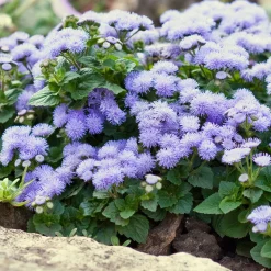 Ageratum bleu - Un tapis bleu tout l'été
