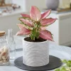Aglaonema Pink Star - Le feuillage rose qui déco