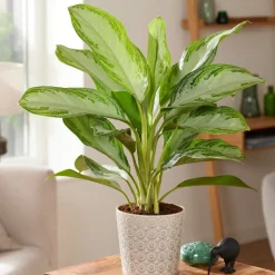 Aglaonema 'Silver Bay' gris-vert - Le feuillage argenté facile