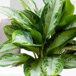 Aglaonema 'Silver Bay' gris-vert - Le feuillage argenté facile