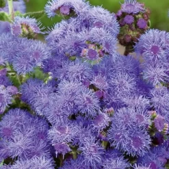 Agérate du Mexique Blue Mink - Un nuage bleu tout l'été