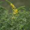 Aigremoine eupatoire - Fleurs jaunes tout l'été