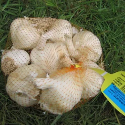 Ail blanc Thérador - Récolte facile et généreuse