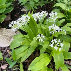 Ail des ours - Récoltez l'ail sans planter