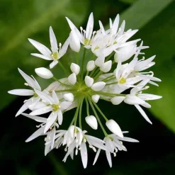 Ail des ours - Récoltez l'ail sans planter