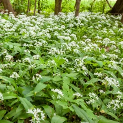 Ail des ours - Récoltez l'ail sans planter