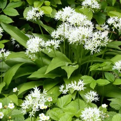 Ail des ours - Récoltez l'ail sans planter