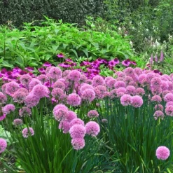 Ail d'ornement Lavender Bubbles - Boules violettes tout l'été