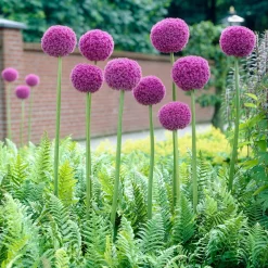 Ail géant de l'Himalaya - Des boules violettes spectaculaires