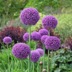Ail géant de l'Himalaya - Des boules violettes spectaculaires