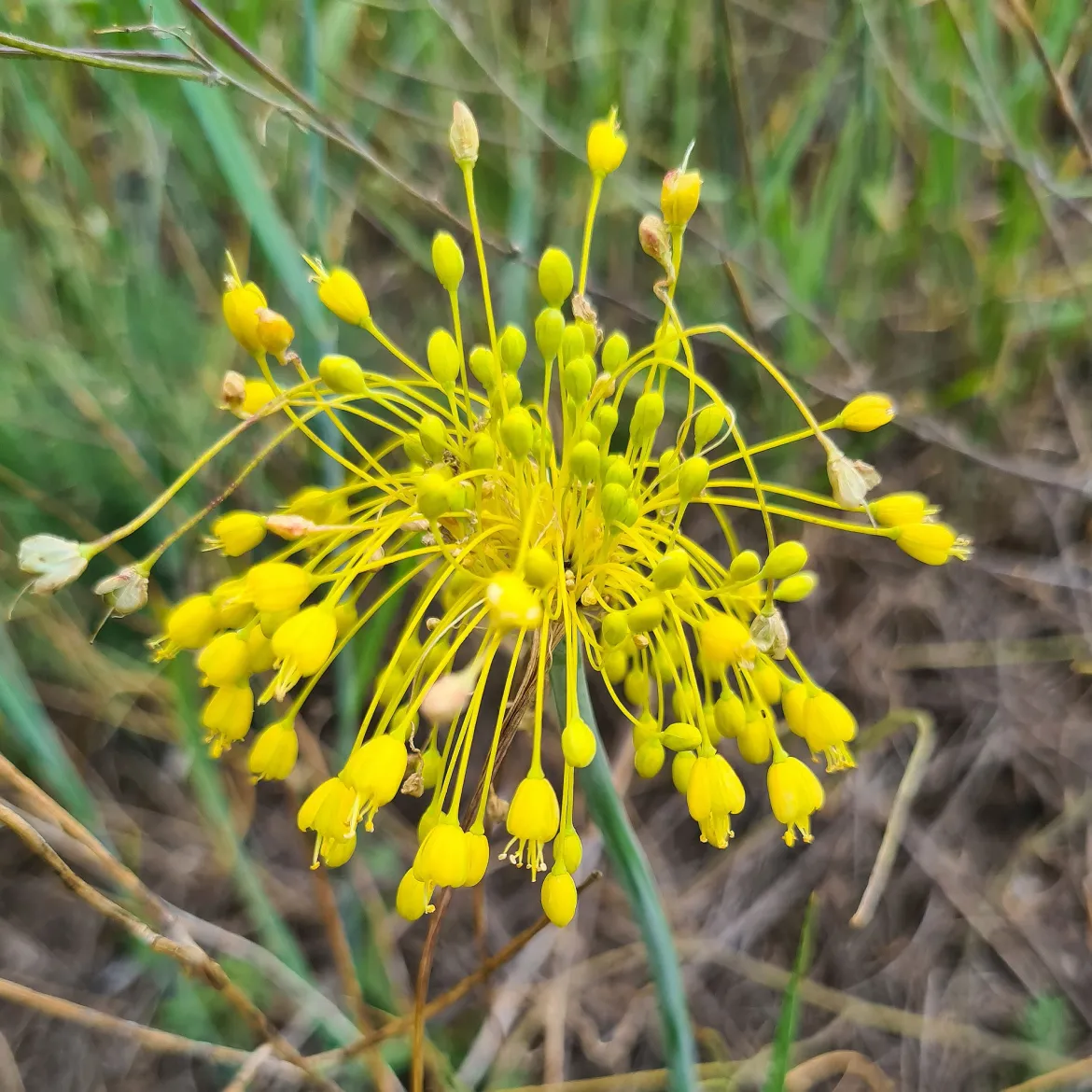 Ail jaune - Des pompons dorés au jardin