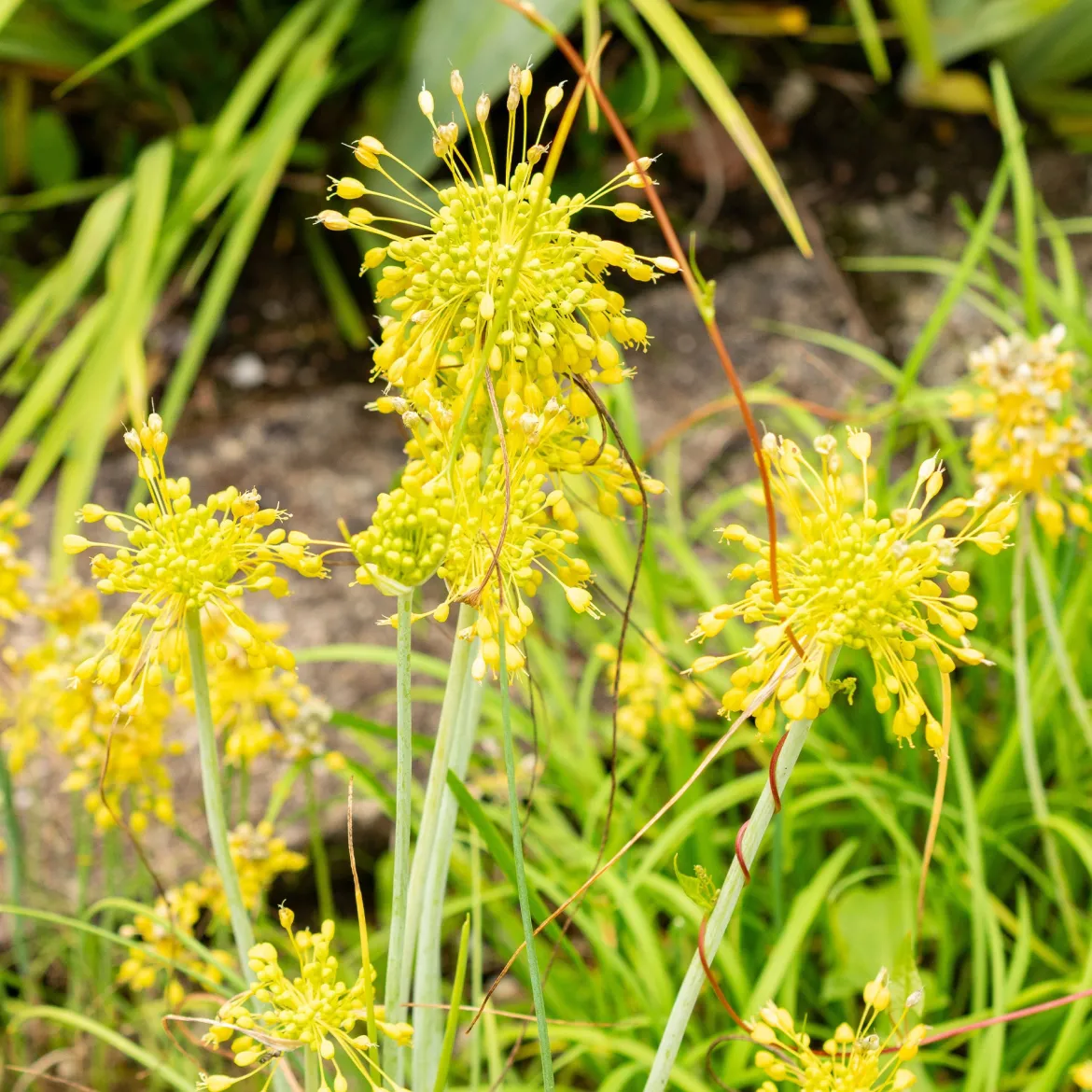 Ail jaune - Des pompons dorés au jardin
