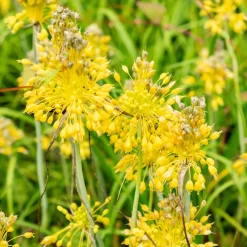 Ail jaune - Des pompons dorés au jardin