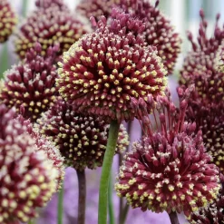 2 Ails d'ornement Red Mohican - Une crête punk au jardin