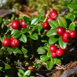 Airelle rouge Miss Cherry ® - Deux récoltes par an