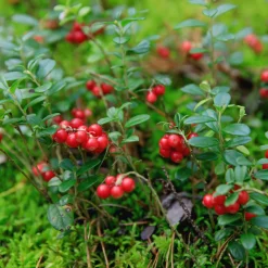 Airelle rouge Miss Cherry ® - Deux récoltes par an