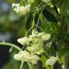 Akébia à cinq feuilles Alba - Un mur fleuri en un rien